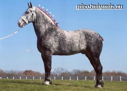 Percheron cal