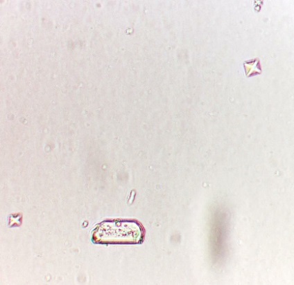 Pisica persana - biologie