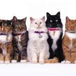Caracteristicile persane ale pisicii de rasa si caracter