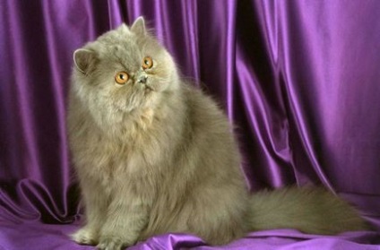 Caracteristicile persane ale pisicii de rasa si caracter
