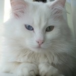 Персидська кішка особливості породи і харакатер