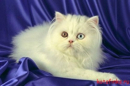 Rasa persană de pisici, Sfinx