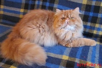 Перська порода кішок, сфінкс