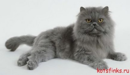 A perzsa macska fajta Szfinx