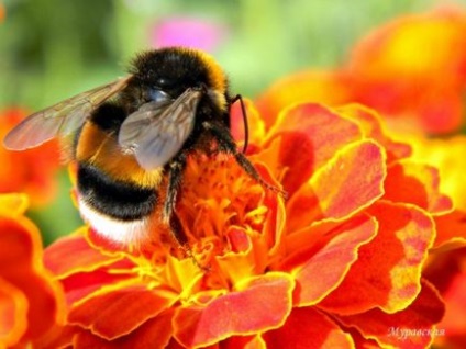 Primul ajutor cu o muscatura de o albina, o viespe, o bumblebee, un coarda, o medicina populara