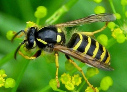 Primul ajutor cu o muscatura de o albina, o viespe, o bumblebee, un coarda, o medicina populara