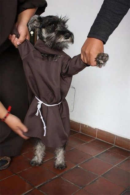Primul câine călugăr, care locuiește într-o mănăstire și se bucură de noua sa viață luminată,