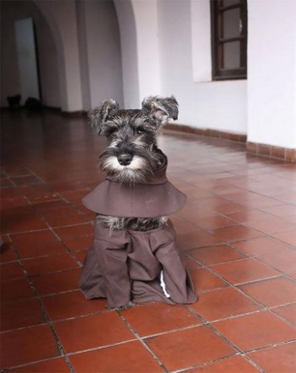 Перша собака-монах, яка живе в монастирі і насолоджується своєю новою просвітленої життям,