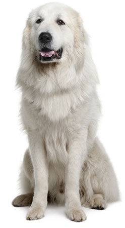 Піренейський гірський собака - опис породи, фото, відео, статті