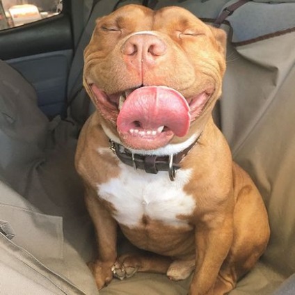 Meatball pitbull - kutya, aki mindig mosolyog