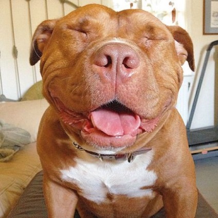 Carne de pasăre Pitbull - un câine care mereu zâmbește
