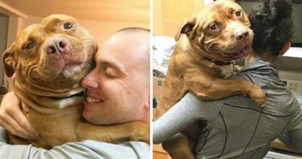 Carne de pasăre Pitbull - un câine care mereu zâmbește