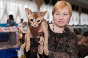 Cattery pisici abisinian sălbatic sălbatic, cumpara un pisoi, costul unui pisoi, fotografii de pisici,