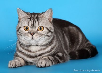 Faiskola Fold rövidszőrű macskák Birobidzsani