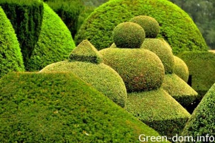 Fenyő - elemként kerttervezés, zöld ház