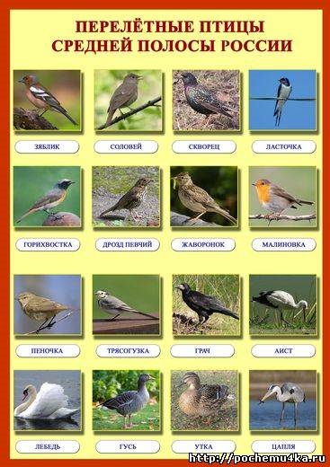 Poster - păsări migratoare - totul pentru grădiniță - cameră metodică - training și dezvoltare -