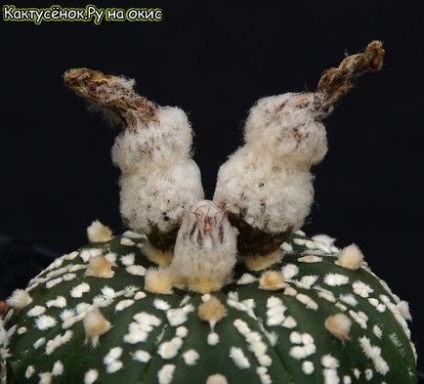 magok kaktusz gyümölcs érési beporzás Astrophytums gymnocalycium