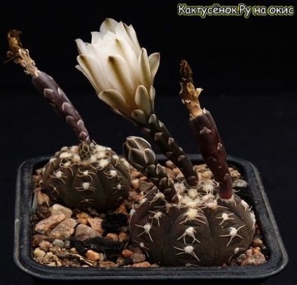 Fructe ale semințelor de astrofitum de maturare a polenizării cactusului de hibenocalică