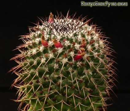 Fructe ale semințelor de astrofitum de maturare a polenizării cactusului de hibenocalică