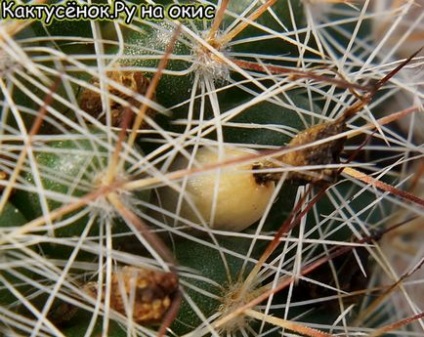 magok kaktusz gyümölcs érési beporzás Astrophytums gymnocalycium