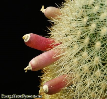 magok kaktusz gyümölcs érési beporzás Astrophytums gymnocalycium