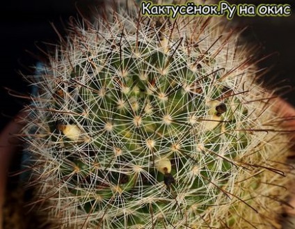 magok kaktusz gyümölcs érési beporzás Astrophytums gymnocalycium