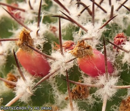 magok kaktusz gyümölcs érési beporzás Astrophytums gymnocalycium