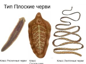 Плоскі черви загальна характеристика паразитів (фото, відео)