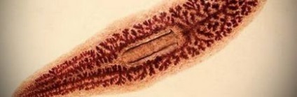 Плоскі черви загальна характеристика паразитів (фото, відео)