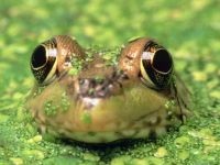 Чому французи їдять жаб навіщо французи їдять жаб