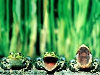 Чому французи їдять жаб навіщо французи їдять жаб