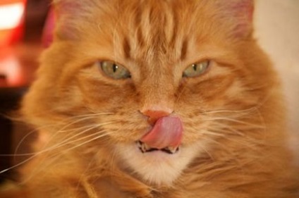 De ce are o pisică o lingură de sudoare, o pisică roșie