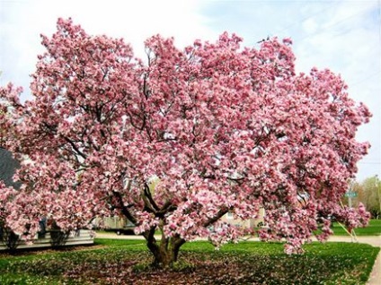 De ce Magnolia nu infloreste - 3 cauze importante