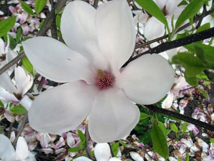 De ce Magnolia nu infloreste - 3 cauze importante