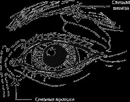 Чому ми плачемо