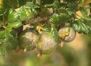 De ce pe boabe de fructe de padure placa gri (mușchi)