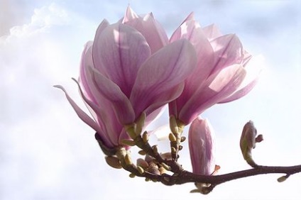 Miért nem virágzik Magnolia -Egyedi községben