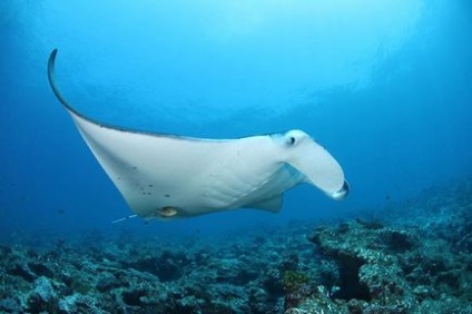 De ce ar trebui (nu) să mergeți la insula maafushi - maldive bugetare