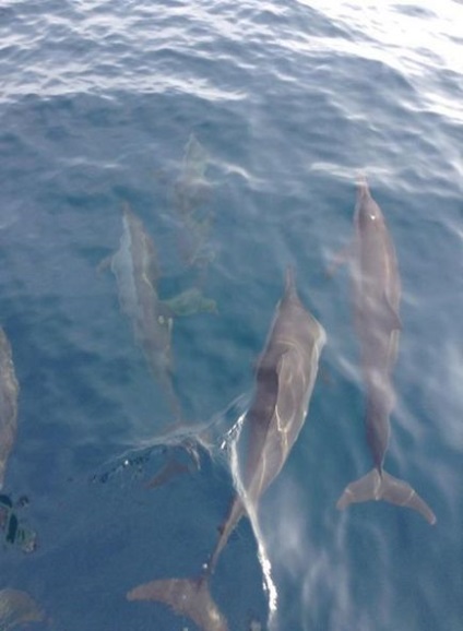 De ce ar trebui (nu) să mergeți la insula maafushi - maldive bugetare