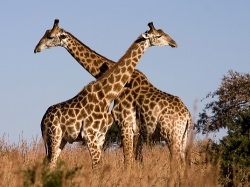 Чому жирафи сплять стоячи і чи завжди це так