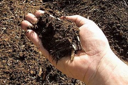 A talaj az üvegházban, felkészülés talajtakarás, mindkét kezüket megfelelően előkészíteni savas talajt