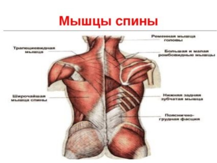 Підлопаткова м'яз можливі проблеми і способи їх усунення