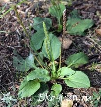 Planta de la rețete de tuse, sirop, infuzie, ceai