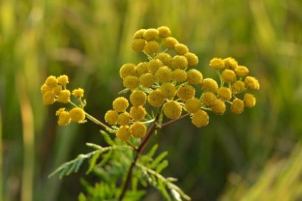 Hasznos tulajdonságok és ellenjavallatok tansy