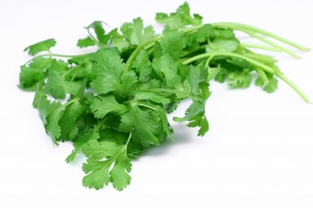 Proprietăți utile și contraindicații ale ierbii de cilantru