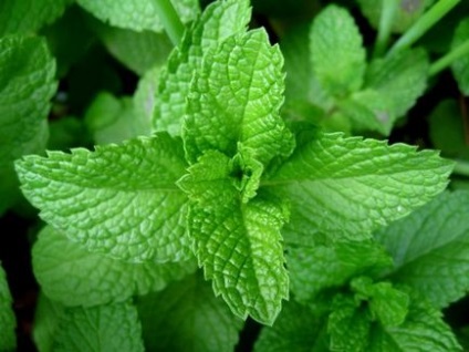 Hasznos tulajdonságai menta (tulajdonságok) Hasznos tulajdonságai menta