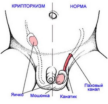 Dezvoltarea sexuală și maturizarea sistemului genitourinar la băieți