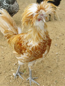 Lengyel csirkék katalógus