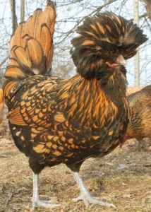 Lengyel csirkék katalógus