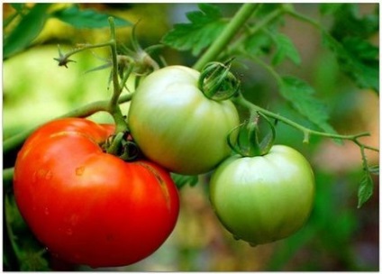 Secretele de tomate de maturizare rapidă